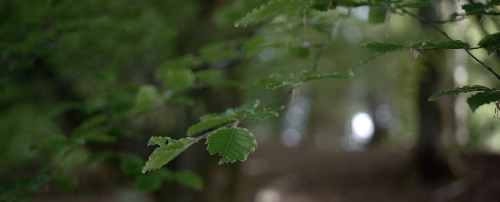Cromlix Beech Trees