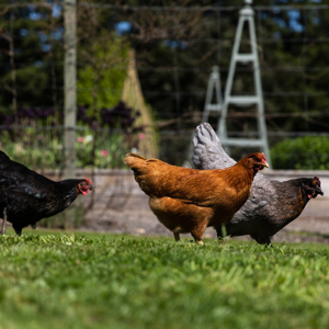 Chickens in Cromlix Gardens